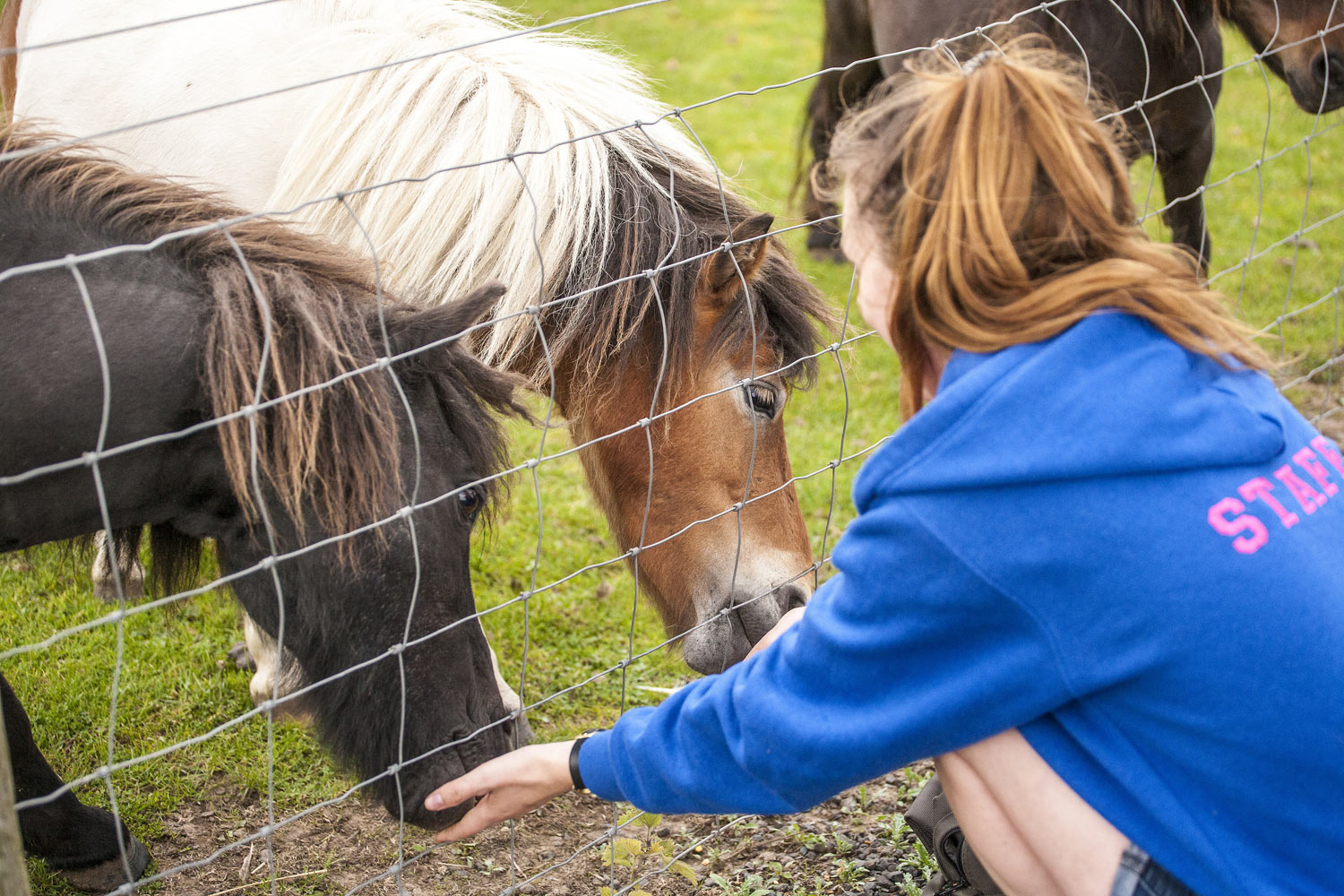 Feed The Animals Tweddle Farm