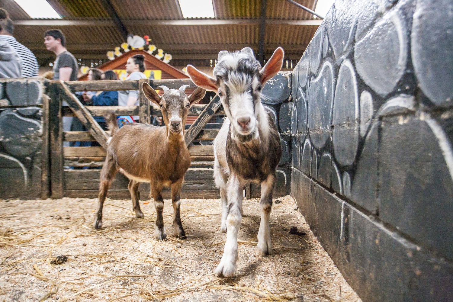 Petting Center Tweddle Farm