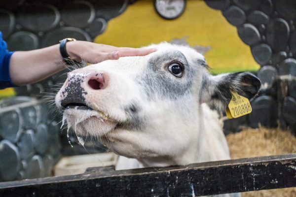 Tweddle Farm Petting Centre